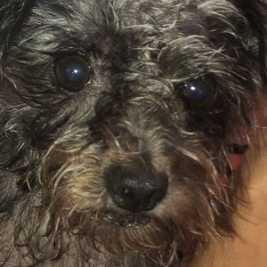 Meet your Posher, Lucas